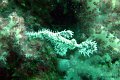 2007 - Anemone Reef(13)